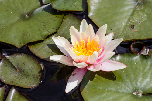 Bezplatný informačný webinár: O ČOM JE KURZ MBSR? 