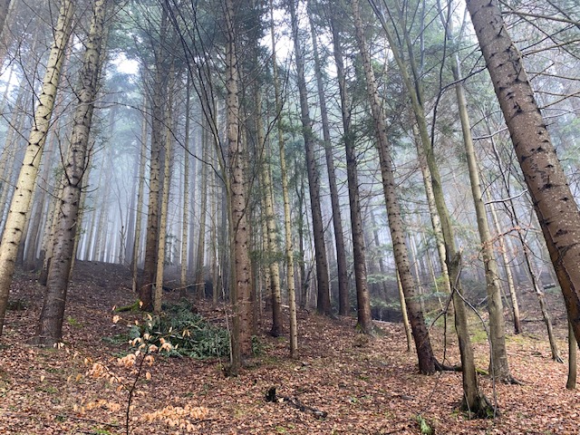 O čom je kurz MBSR?