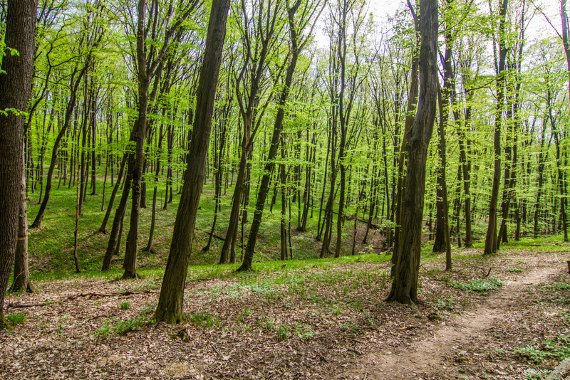 Ochutnávka mindfulness v Levendula Center, Alžbetina 42, Košice